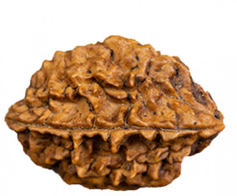 Rudraksha